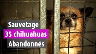 35 Chihuahuas abandonnés dans une maison [upl. by Relyuc987]