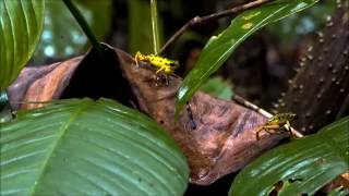 Poison Dart Frogs The Documentary [upl. by Aerdnaed]