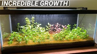 This Indoor Pond  Riparium Planted Tank Is Going to be Stunning [upl. by Hailat]