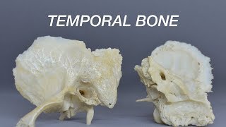 TEMPORAL BONE [upl. by Deina]