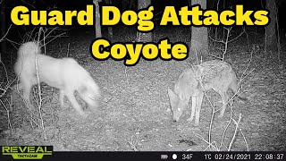 Guard Dog Chases Off Coyotes From Goat Farm  WARNING Dont Lose Your Small Pets To These Predators [upl. by Nwahsirhc]