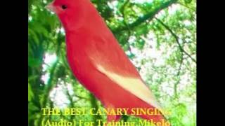 THE BEST CANARY SINGING Audio For Training  Serinus canaria [upl. by Atiuqa986]