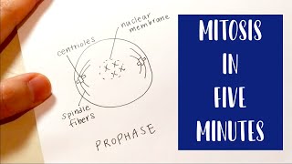 Mitosis in 5 Minutes  Drawing and Labeling Diagram Tutorial [upl. by Dranek815]