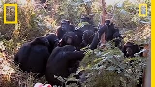 Chimps quotMournquot Nineyearolds Death  National Geographic [upl. by Amuh278]