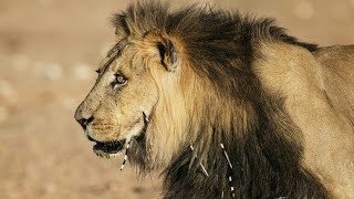 Planeta Carnívoro El León  Documental de Leones [upl. by Uyr]