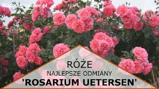 Róża pnąca Rosarium Uetersen® [upl. by Reiche]