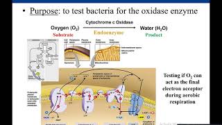 Lab 57 Oxidase Test [upl. by Woodring]