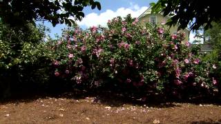 Aphrodite althea Super Plant with giant flowers [upl. by Sidhu492]