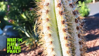 Pilosocereus Azureus  BLUE TORCH CACTUS  STUNNING Blue Cactus That Gets BLUER with AGE [upl. by Elime]