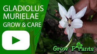 Gladiolus murielae  grow amp care Abyssinian gladiolus [upl. by Reynard]