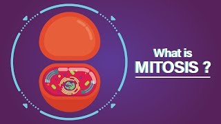 What is Mitosis [upl. by Ettedanreb873]