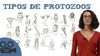 Tipos de protozoos [upl. by Eissalc]