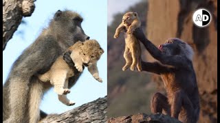 Why Do Baboons Kidnap Lion Cubs [upl. by Yatnoj]