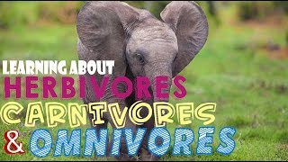 Learning About Herbivores Carnivores and Omnivores [upl. by Ushijima]