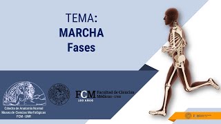 Fases de la Marcha [upl. by Htederem]