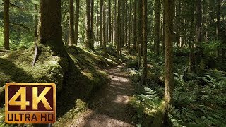 4K Virtual Forest Walk along Middle Fork Trail at Snoqualmie region Part 1 3 HR Relax Music [upl. by Aicilaf68]