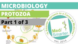 Protozoa  Microbiology  USMLE STEP 1  Part 1 of 3 [upl. by Phillis]