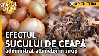 Efectul SUCULUI DE CEAPĂ administrat albinelor în sirop Sfatul zilei [upl. by Annavoj262]