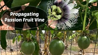 Propagating Passion Fruit  Passiflora edulis cuttings [upl. by Acinok278]