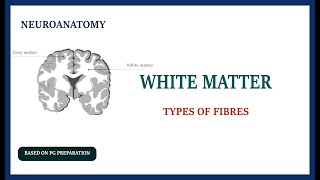 WHITE MATTER  TYPES OF FIBRES  NEUROANATOMY [upl. by Notluf61]