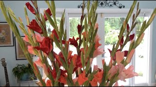 How to arrange gladiolus flowers in a vase [upl. by Knobloch]