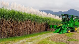 SugarCane Growing and Harvest  Sugar Mill Processing Line  Modern Machine Harvest [upl. by Akinal]