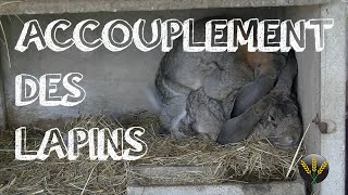 ACCOUPLEMENT DES LAPINS [upl. by Bronk]