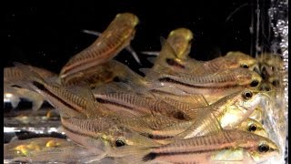 Corydoras pygmaeus The Pygmy Cory Species Spotlight [upl. by Alehtse]