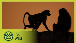 Baboons  Africas Wild Wonders  Go Wild [upl. by Lashondra]