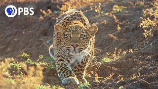 Leopard Hunts Baboon in Broad Daylight [upl. by Anahsar]