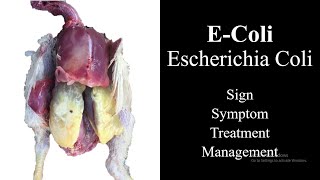 E Coli in Poultry  Treatment of Ecoli [upl. by Siegel292]