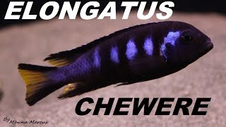 BEAUTIFUL FISH AFRICAN CICHLID ELONGATUS CHEWERE [upl. by Arvad]