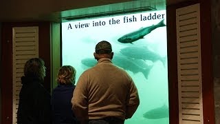 Record Number of Fall Chinook Pass Through Bonneville Dam [upl. by Llerihs]