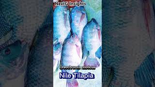 Nile Tilapia Scientific Name [upl. by Senhauser]