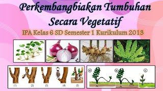 Perkembangbiakan Tumbuhan Vegetatif  IPA Kelas 6 SD  Tema 1  Kurikulum 2013  Bagian 3 [upl. by Sonja549]