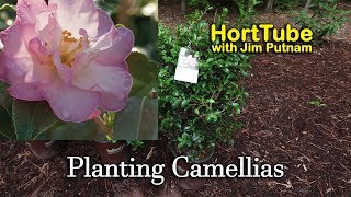 Planting Some New Camellias  Fall Flowering Evergreen Shrubs [upl. by Linetta]