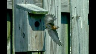 How to build an inexpensive Eastern Bluebird house [upl. by Merrielle907]