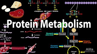 Protein Metabolism Overview Animation [upl. by Dwan631]