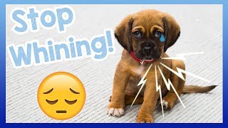 How to Stop Your Dog from Whining Tips for How to Get Your Dog to Stop Crying and Whining [upl. by Edaj454]