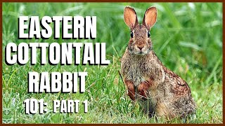 Eastern Cottontail Rabbit 101 Part 1 [upl. by Ormond329]