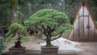 Repotting a Bonsai Monterey Cypress [upl. by Ettenuahs473]