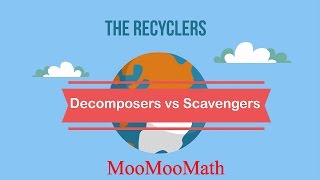 Decomposers vs Scavengers [upl. by Harac969]