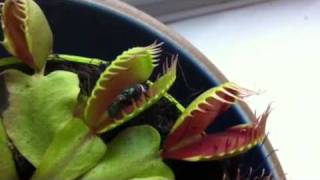 Venus fly trap in action [upl. by Wei230]