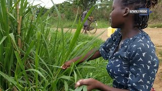 Village life in Uganda AFRICA [upl. by Lomaj]