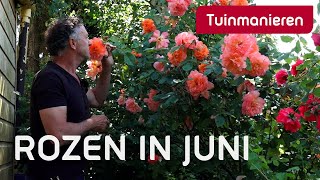 Rozen in juni  Hoe verzorg je je rozen  Tuinmanieren [upl. by Lapotin]