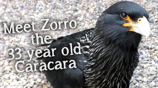 Meet The Birds  Zorro the Striated Caracara [upl. by Eiramanitsirhc403]