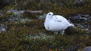 Through the Lens Whitetailed Ptarmigan [upl. by Hnahk]