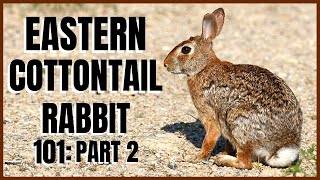 Eastern Cottontail Rabbit 101 Part 2 [upl. by Onairam870]