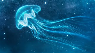 999 Hz 》Angelic Realms 》Manifest What You Desire 》Healing Frequency Jellyfish Series [upl. by Orag]