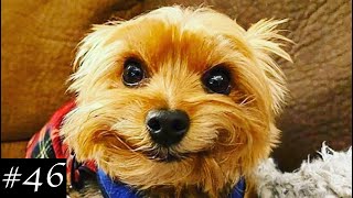 Cutest Yorkshire Terriers Compilation 🐶 Funny Yorkies Video [upl. by Ttam]